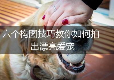 六个构图技巧教你如何拍出漂亮爱宠