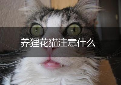 养狸花猫注意什么