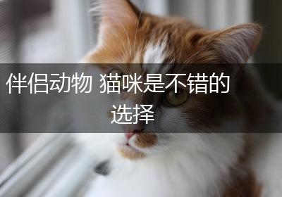伴侣动物 猫咪是不错的选择