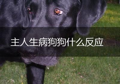 主人生病狗狗什么反应