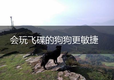 会玩飞碟的狗狗更敏捷