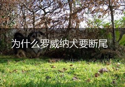 为什么罗威纳犬要断尾