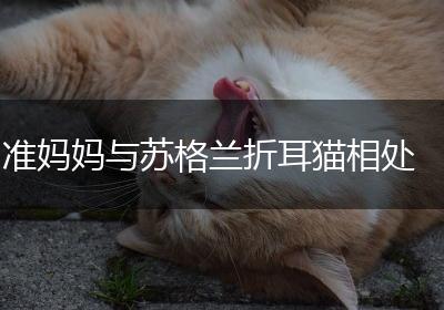 准妈妈与苏格兰折耳猫相处