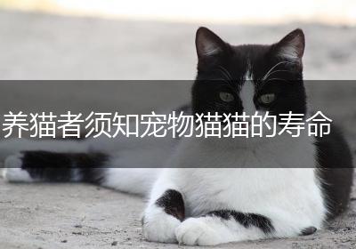 养猫者须知宠物猫猫的寿命