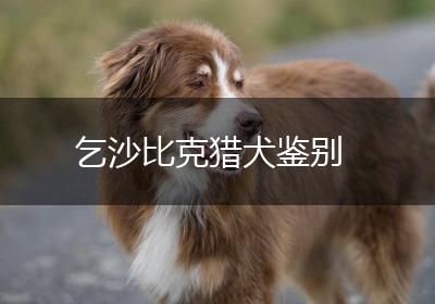 乞沙比克猎犬鉴别