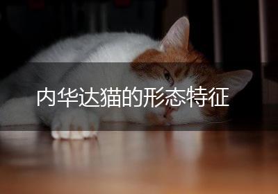 内华达猫的形态特征