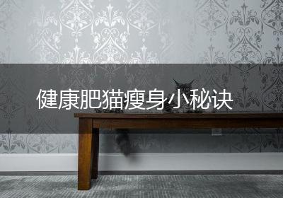 健康肥猫瘦身小秘诀