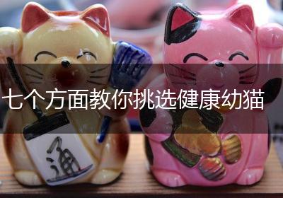 七个方面教你挑选健康幼猫