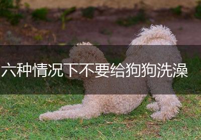 六种情况下不要给狗狗洗澡