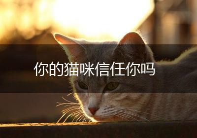 你的猫咪信任你吗