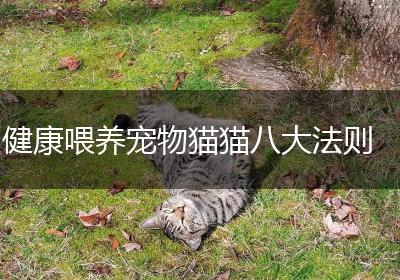 健康喂养宠物猫猫八大法则