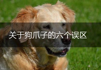 关于狗爪子的六个误区