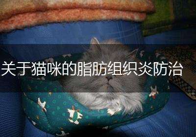 关于猫咪的脂肪组织炎防治