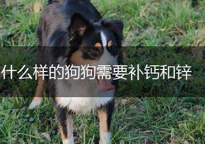 什么样的狗狗需要补钙和锌