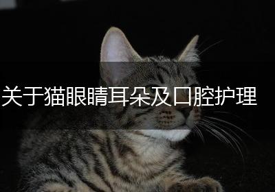 关于猫眼睛耳朵及口腔护理