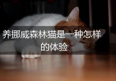 养挪威森林猫是一种怎样的体验