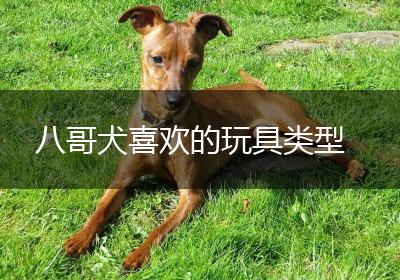 八哥犬喜欢的玩具类型