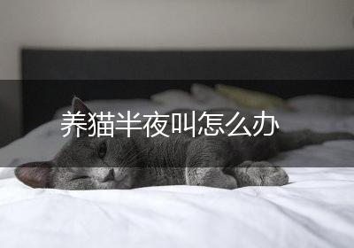 养猫半夜叫怎么办