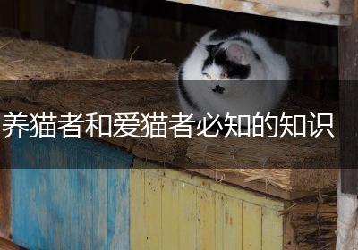 养猫者和爱猫者必知的知识