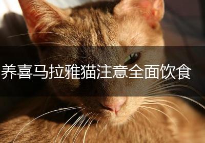 养喜马拉雅猫注意全面饮食