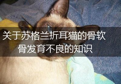 关于苏格兰折耳猫的骨软骨发育不良的知识