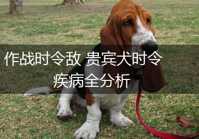 作战时令敌 贵宾犬时令疾病全分析