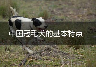 中国冠毛犬的基本特点