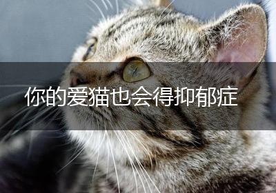 你的爱猫也会得抑郁症