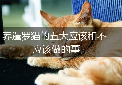 养暹罗猫的五大应该和不应该做的事