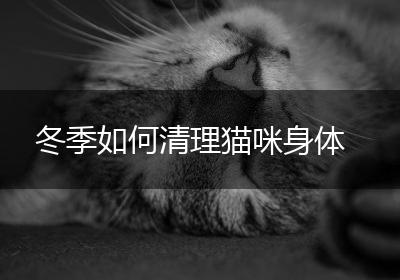 冬季如何清理猫咪身体