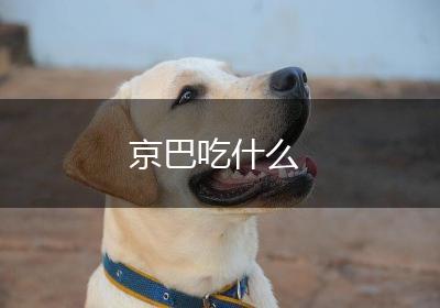 京巴吃什么