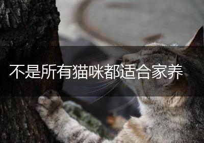 不是所有猫咪都适合家养