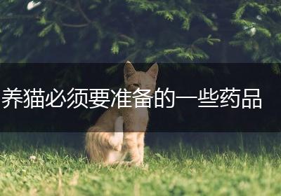 养猫必须要准备的一些药品