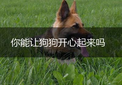 你能让狗狗开心起来吗
