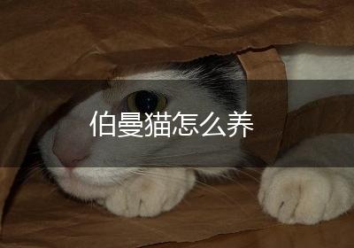 伯曼猫怎么养
