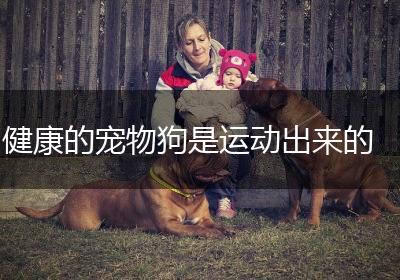 健康的宠物狗是运动出来的