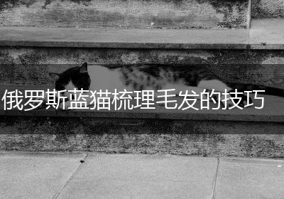 俄罗斯蓝猫梳理毛发的技巧
