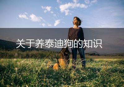 关于养泰迪狗的知识