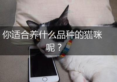 你适合养什么品种的猫咪呢？