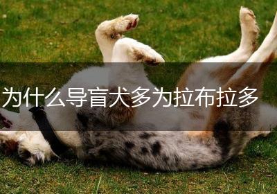 为什么导盲犬多为拉布拉多