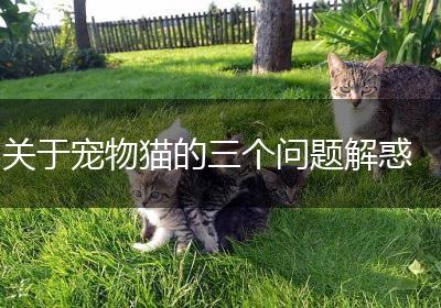 关于宠物猫的三个问题解惑