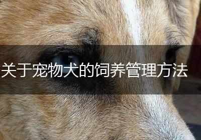 关于宠物犬的饲养管理方法