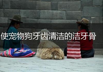 使宠物狗牙齿清洁的洁牙骨