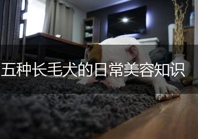 五种长毛犬的日常美容知识