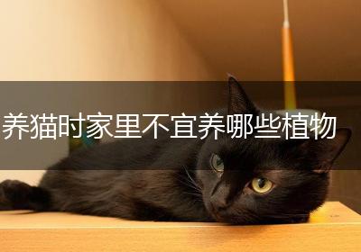 养猫时家里不宜养哪些植物