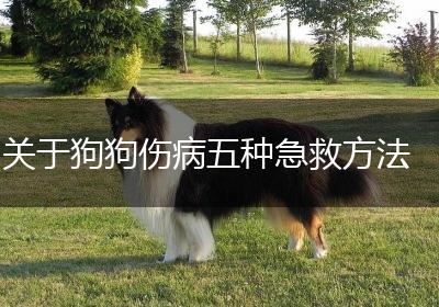 关于狗狗伤病五种急救方法