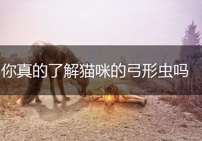 你真的了解猫咪的弓形虫吗