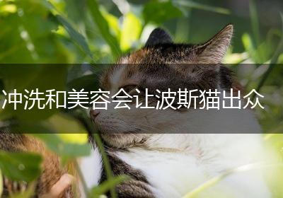 冲洗和美容会让波斯猫出众