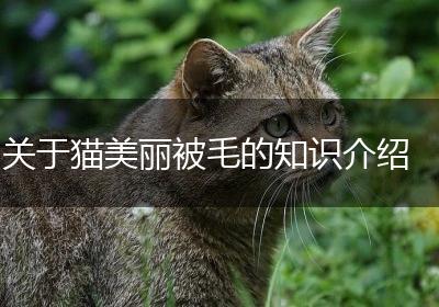 关于猫美丽被毛的知识介绍