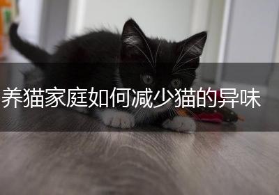 养猫家庭如何减少猫的异味